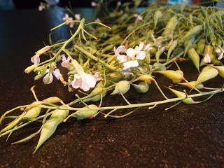 rp_P7238342.JPG