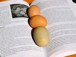 rp_P9030058.JPG