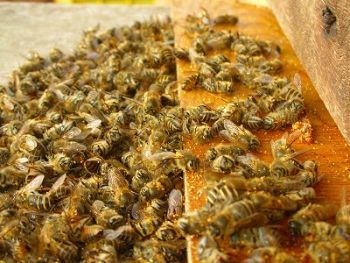 rp_colony-collapse-disorder2.jpg