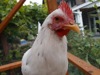 rp_P9140456.JPG