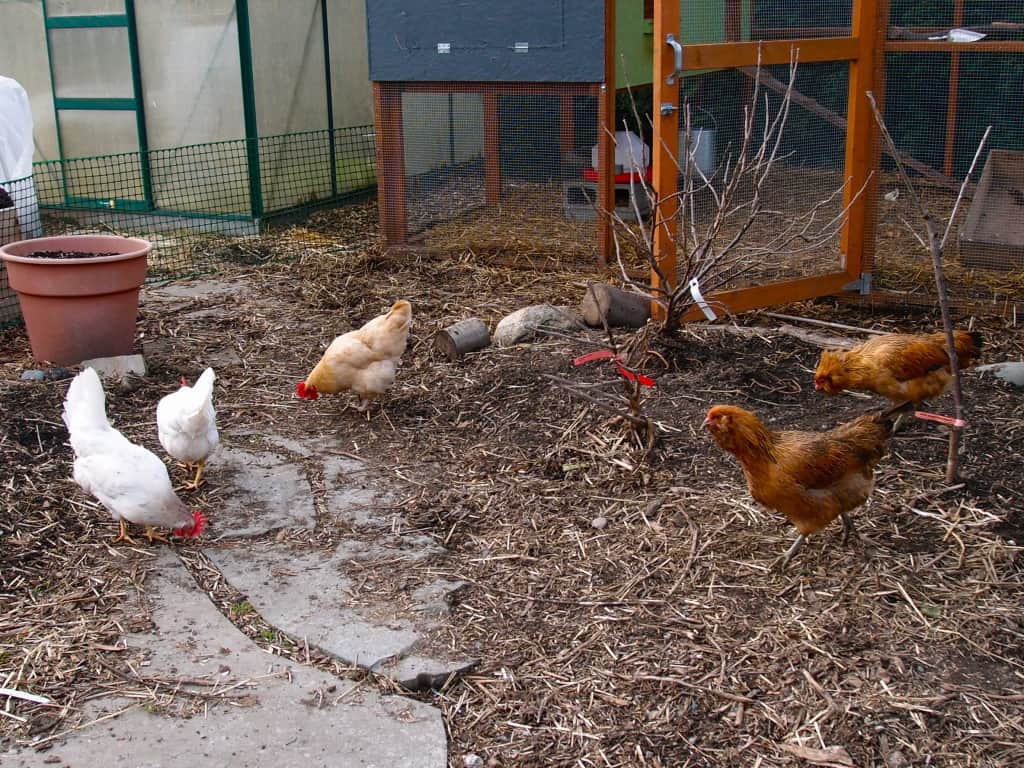 Chickens Pecking