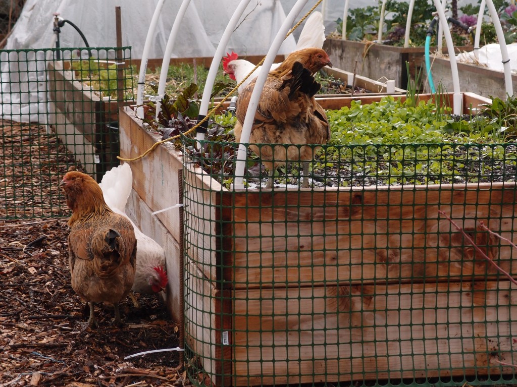 Chickens in Arugula