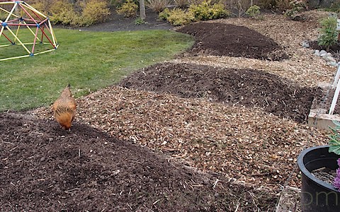 Erica's new hugelkultur beds