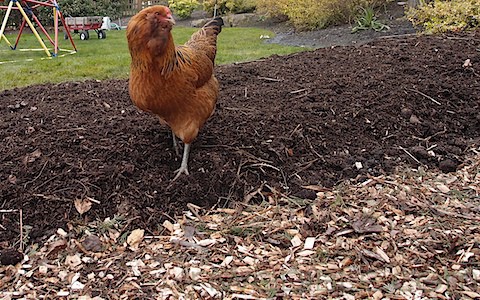 Hugelkultur Beds (2)