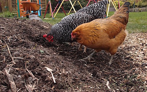 Hugelkultur Beds (1)