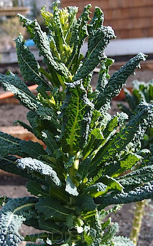 Cavolo Nero Kale