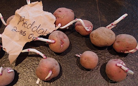 Potato Chitting: White Stems (9)
