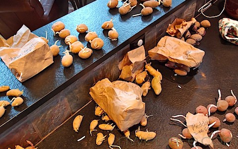 Potato Chitting: White Stems (8)
