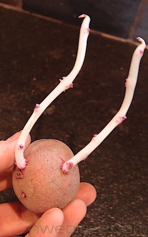 Potato Chitting: White Stems (7)