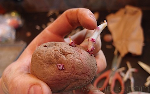 Potato Chitting: White Stems (4)