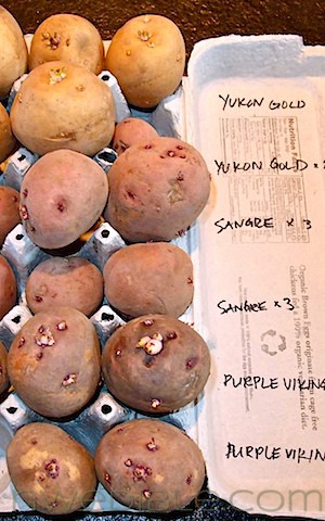 Seed Potatoes