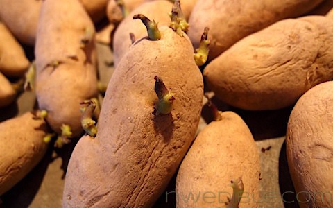 Potato Chitting: White Stems (2)