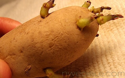 Potato Chitting: White Stems (1)