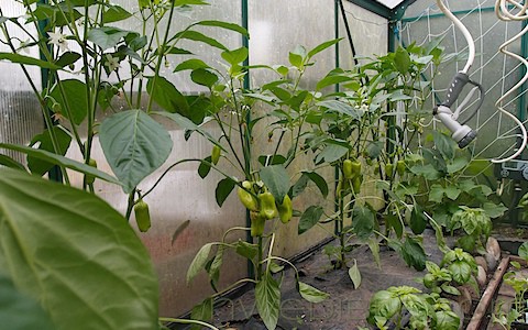 Growing Peppers In The Pacific Northwest (4)