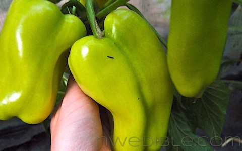 Growing Peppers In The Pacific Northwest (3)