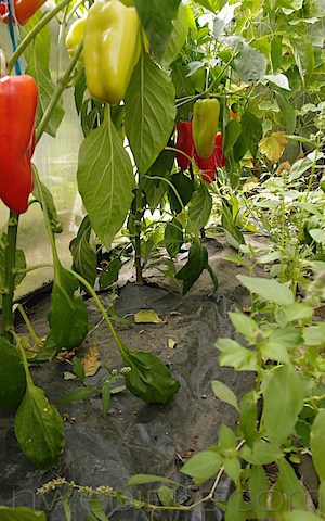 Growing Peppers In The Pacific Northwest (2)