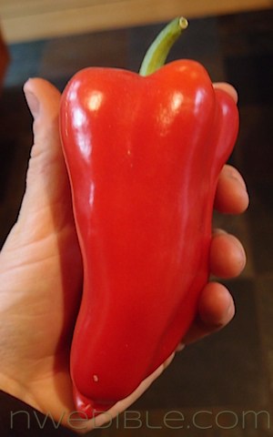 Growing Peppers In The Pacific Northwest (1)