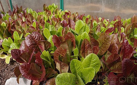 To Do NW Edible Garden April 2012 (3)