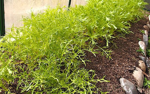 To Do NW Edible Garden April 2012 (2)