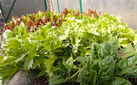To Do NW Edible Garden April 2012 (1)