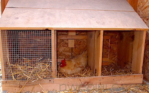 Chicken Coop Sand Bed and More (6)