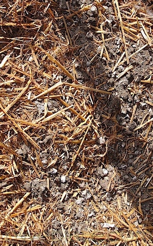 Chicken Coop Sand Bed and More (2)