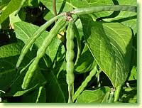 cowpeas