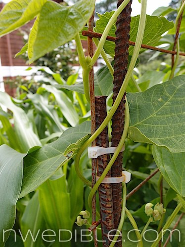 Concrete Mesh Rebat Trellis (12)