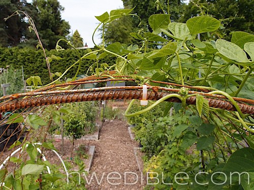 Concrete Mesh Rebat Trellis (8)