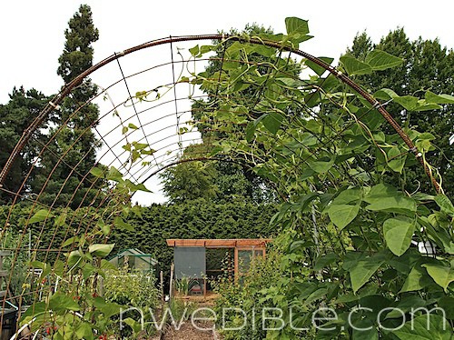 Concrete Mesh Rebat Trellis (2)