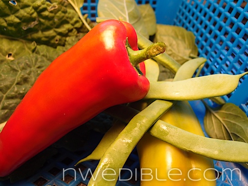 Gypsy Pepper and Romano Beans