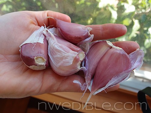 Music Hardneck Garlic