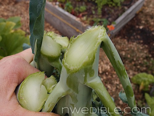 How and When To Harvest Broccoli and Cauliflower (4)