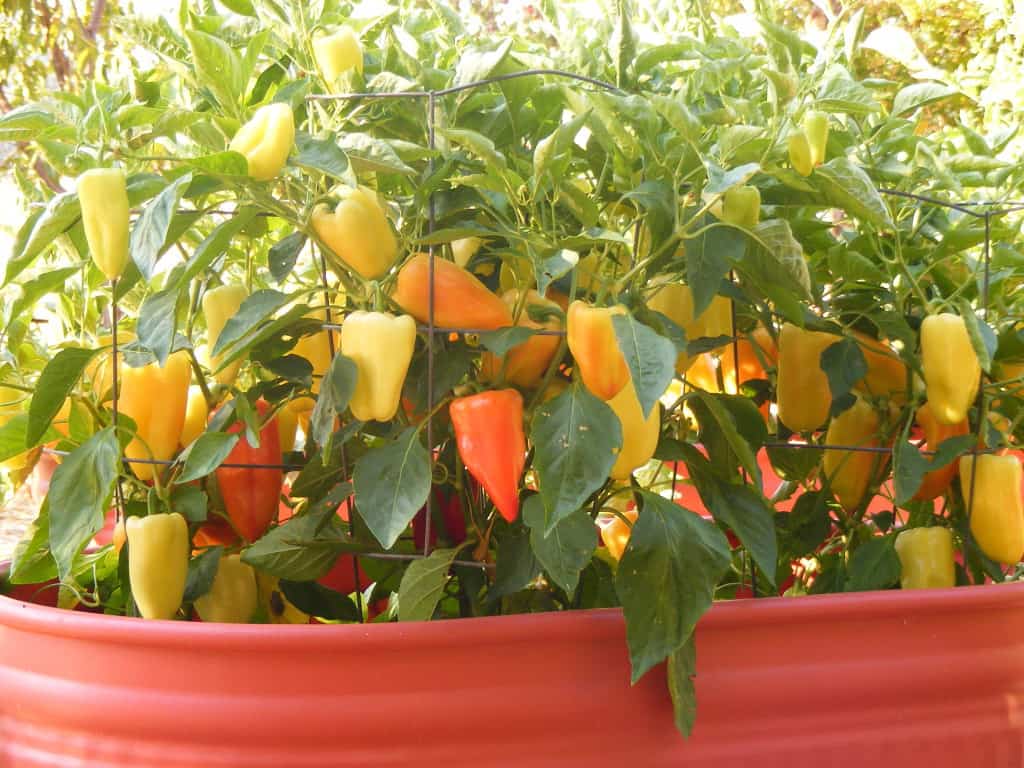 Livestock Tank Planters (1)