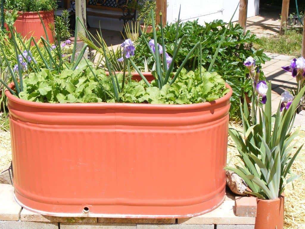 Livestock Tank Planters (1)