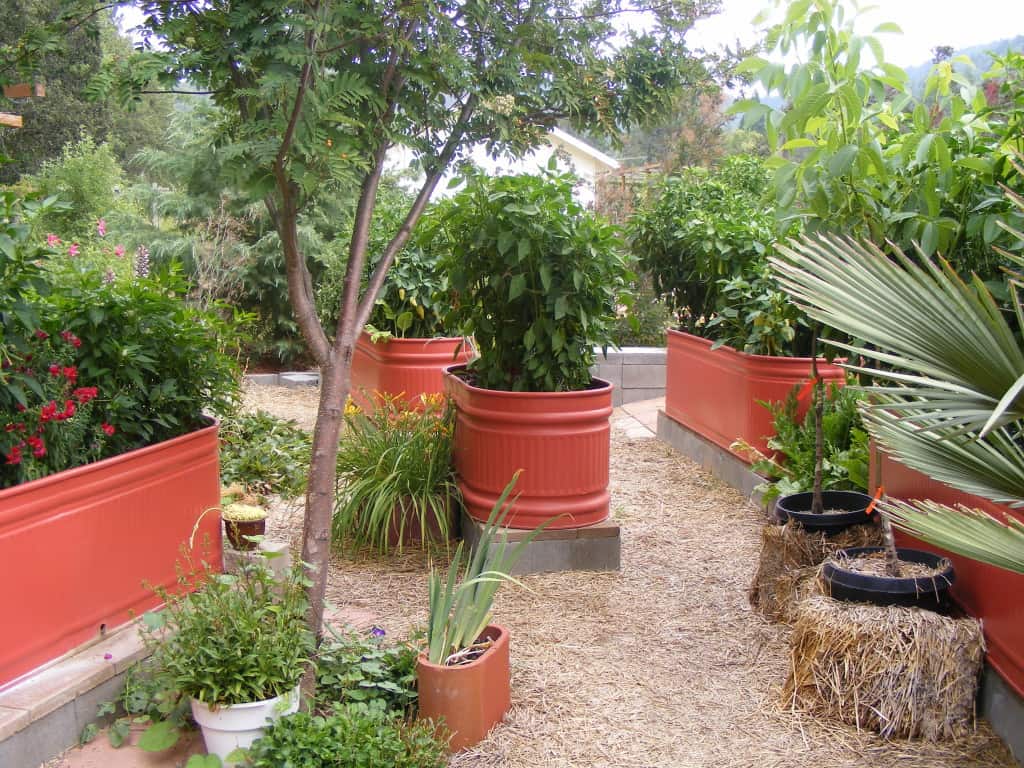 Livestock Tank Planters (3)