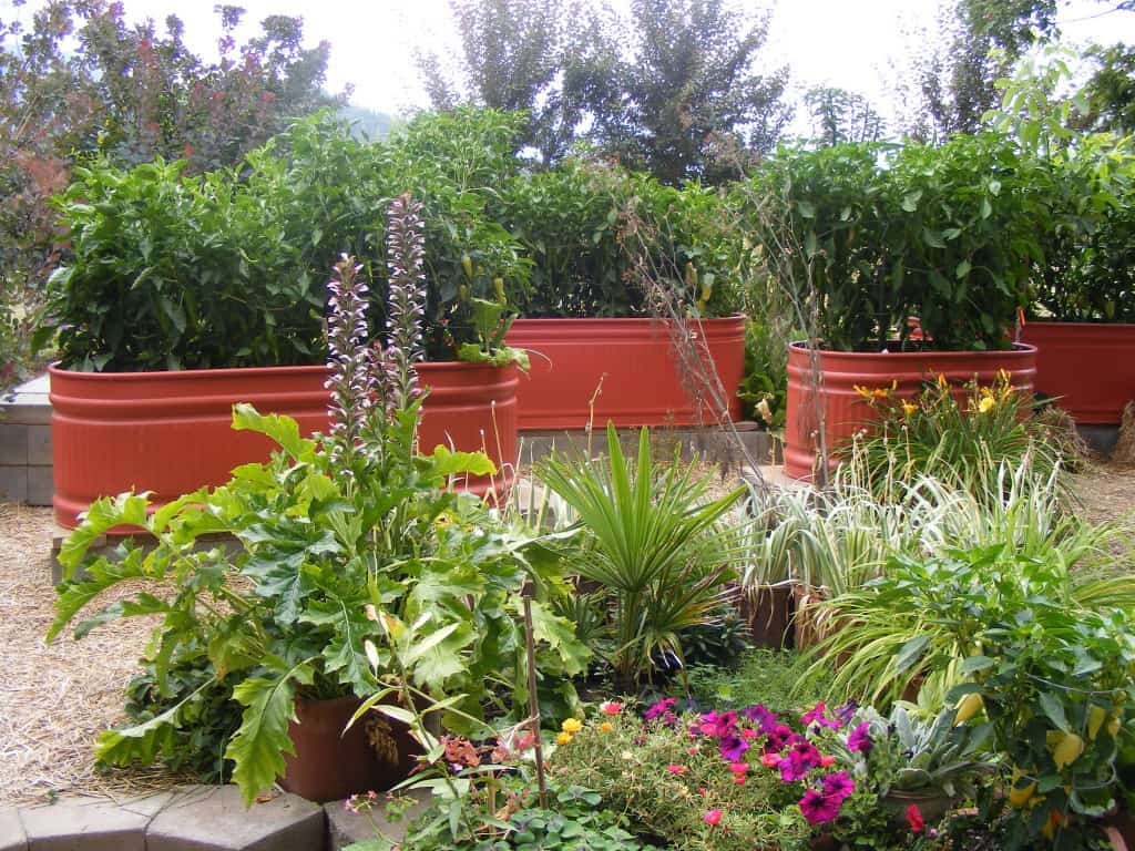 Livestock Tank Planters (2)