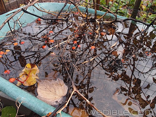 Ugly Garden Early Winter 2012 (9)