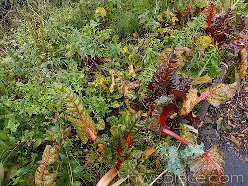 Ugly Garden Early Winter 2012 (8)