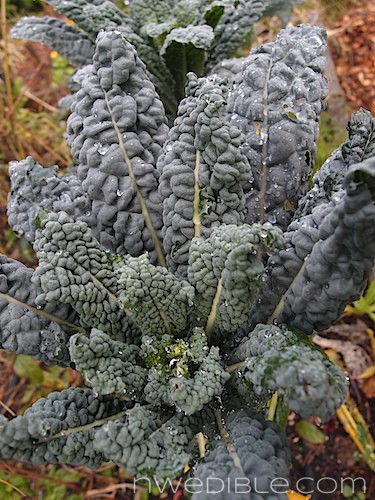 Ugly Garden Early Winter 2012 (6)