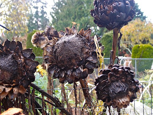 Ugly Garden Early Winter 2012 (5)