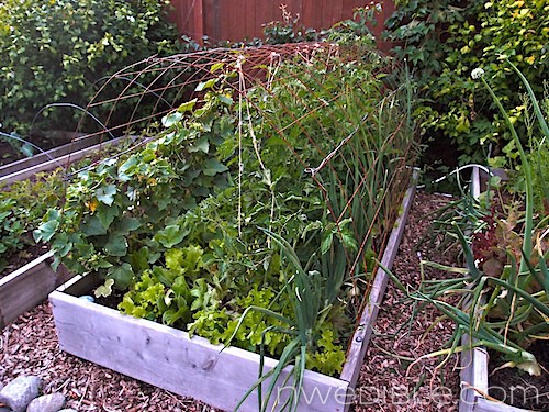 Front Bed: August