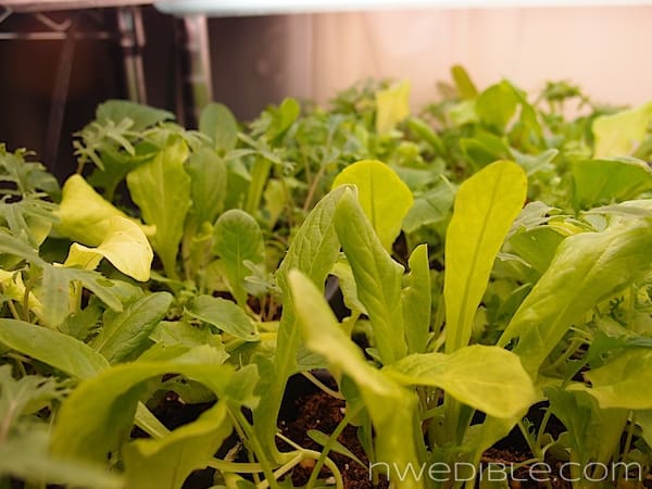 Mesclun Seedlings Mesclun Seedlings
