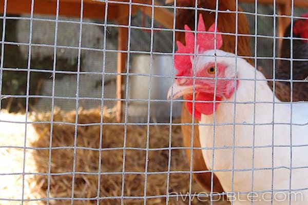 Chicken(Wide)