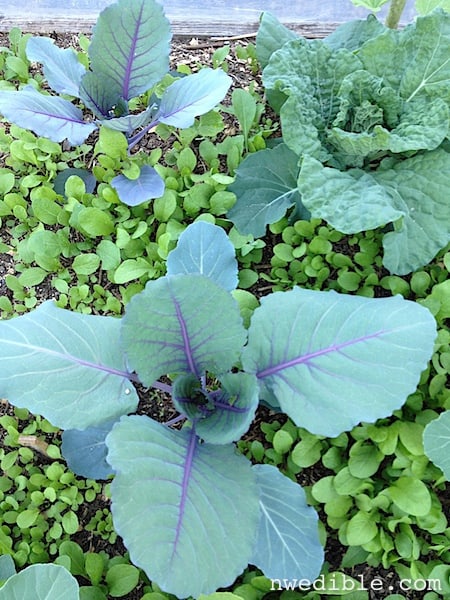 Arugula Companion Planting