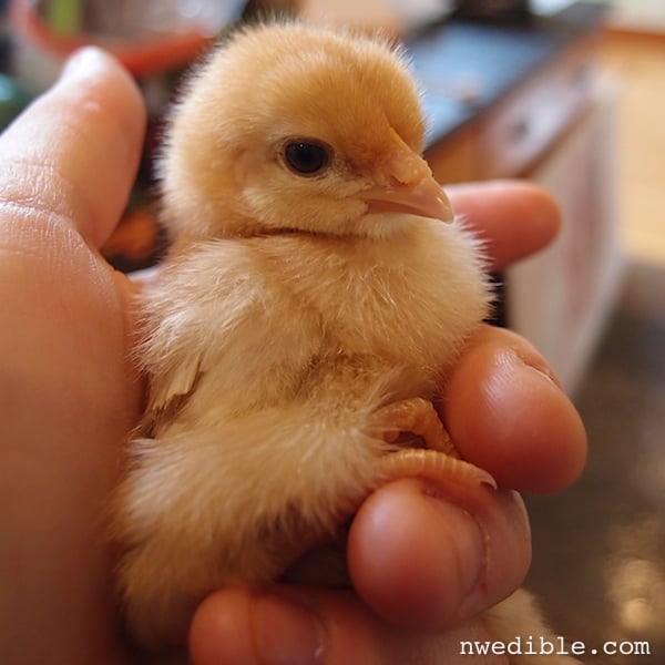 Chickens and Kids