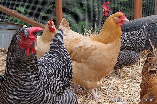 Chickens and Kids