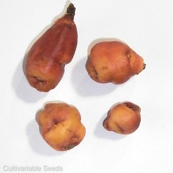 Mashua Orange Tubers