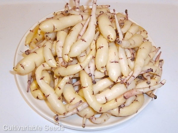 Mashua White Tubers