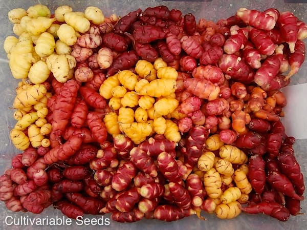 Oca Harvest